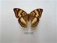 藏品(甲仙翠蛺蝶)的圖片